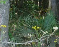 Understory plants