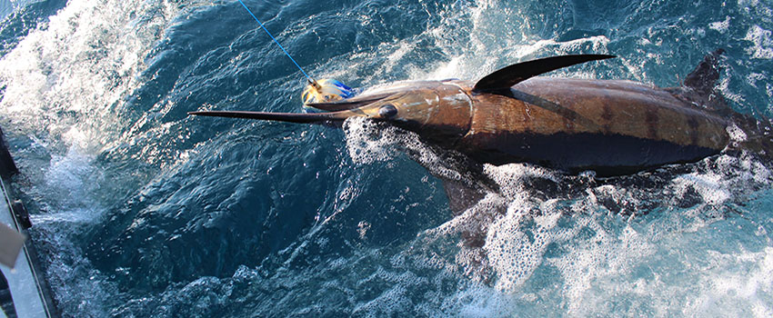 Swordfish swimming through water on fishing line.