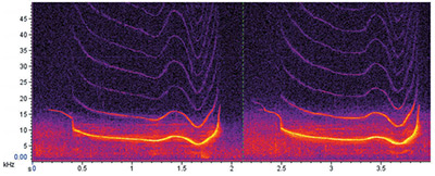Frequency-modulated tones used for contact calls and during socializing behaviors