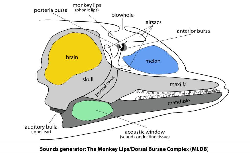 Sounds generator: The monkey lips/dorsal bursae complex