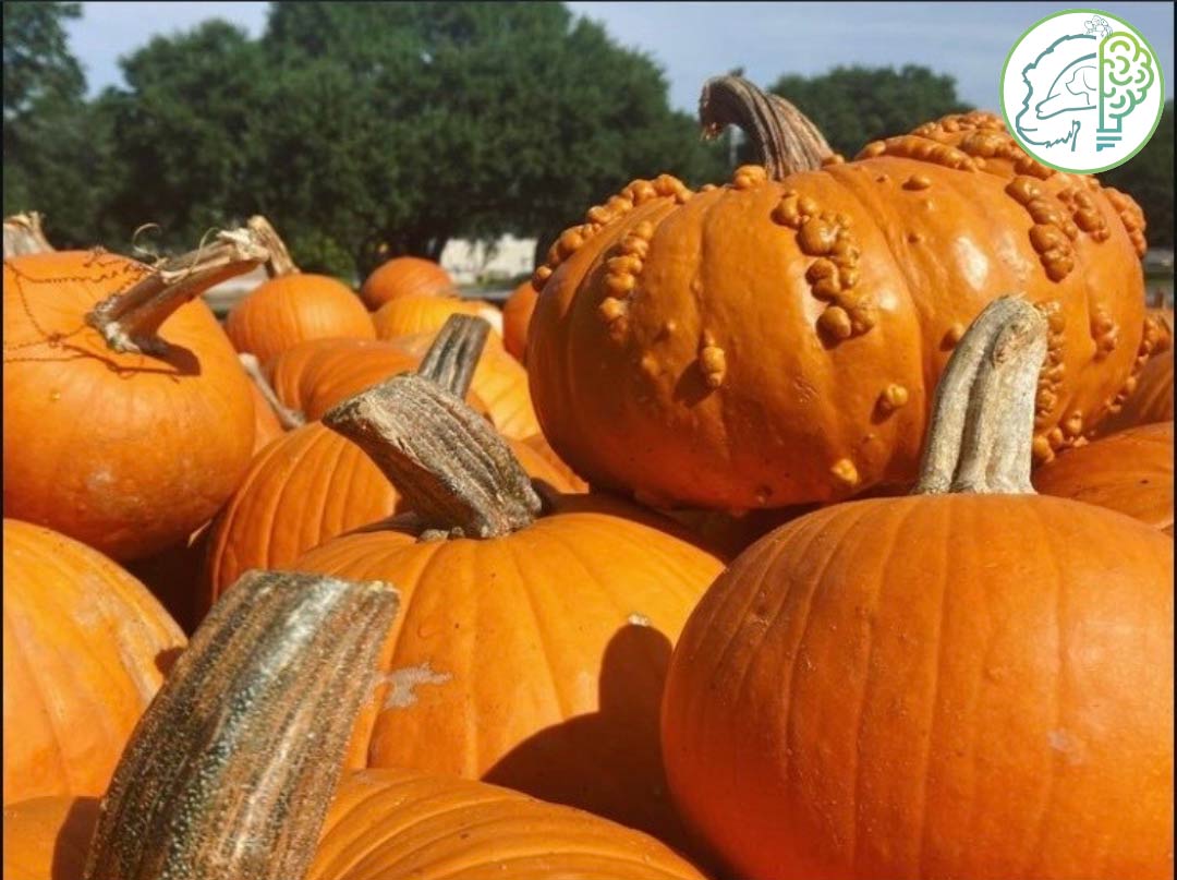 Pumpkins