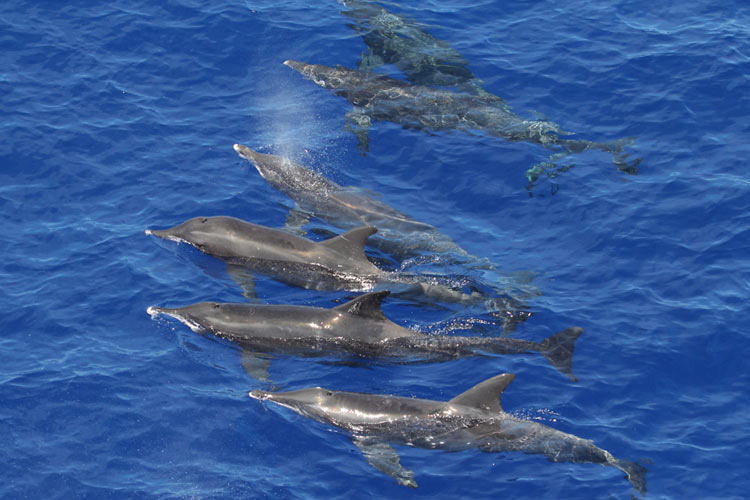 Roughtooth dolphins