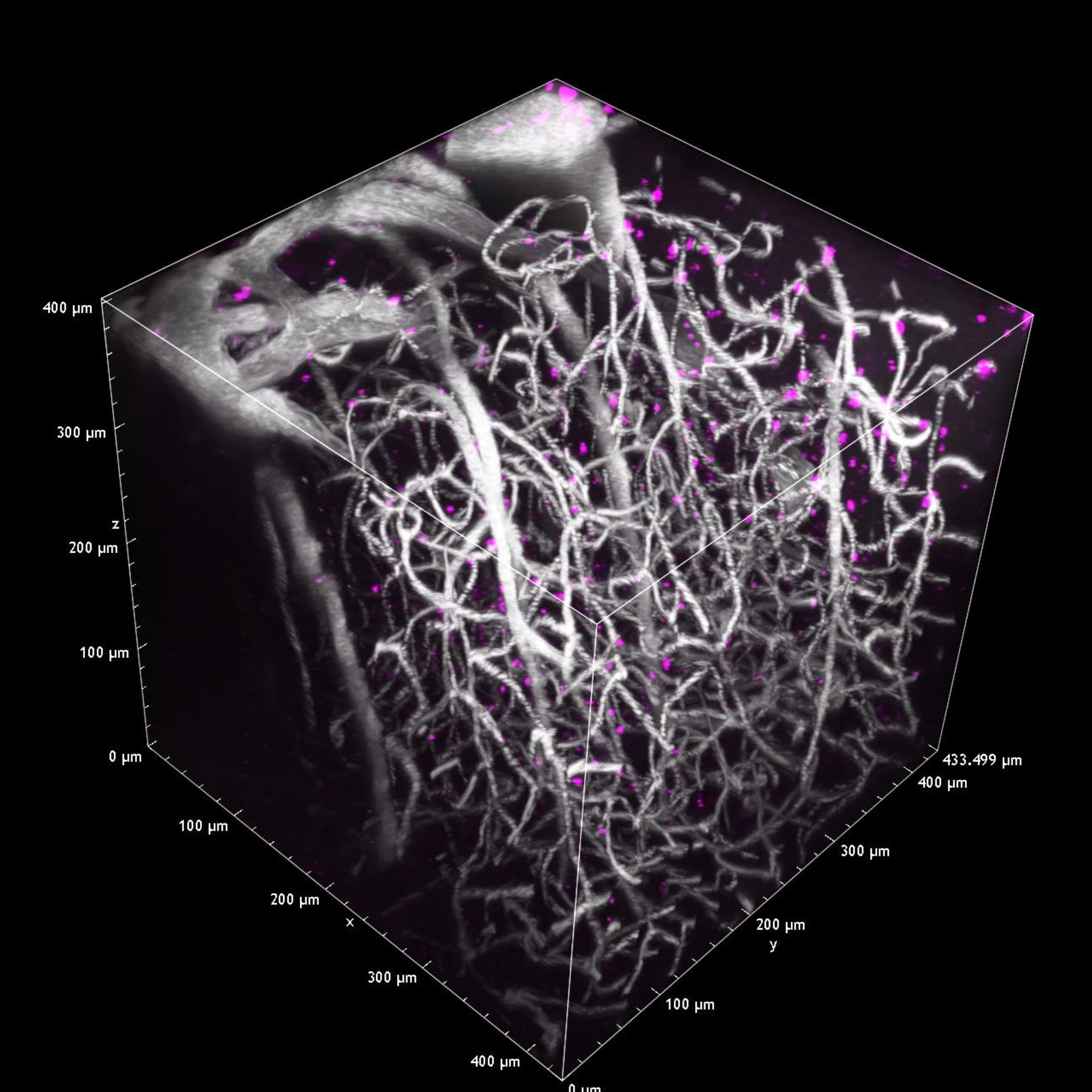 Dextran Image